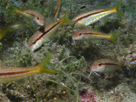fishの写真素材