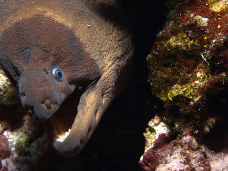moray eelの写真素材