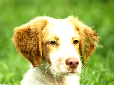 sad sight of a dogの写真素材