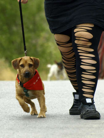 dog trainingの写真素材