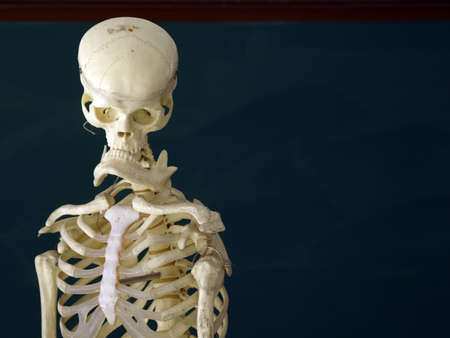 skeletonの写真素材