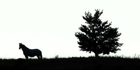 horse in autumnの写真素材