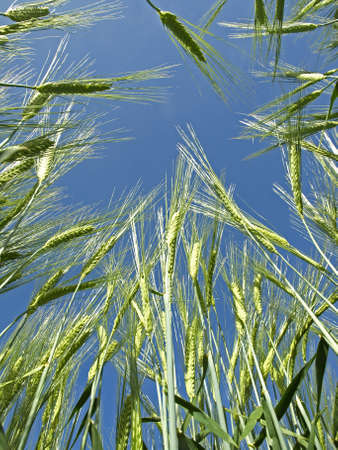 wheat plants