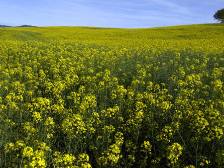 brassica napus plantの写真素材