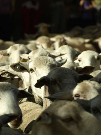 cattle of sheep in Brieva de Cameros  La Rioja のeditorial素材