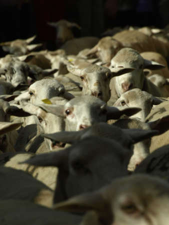 cattle of sheep in Brieva de Cameros  La Rioja のeditorial素材