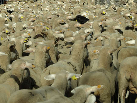 cattle of sheep in Brieva de Cameros  La Rioja のeditorial素材