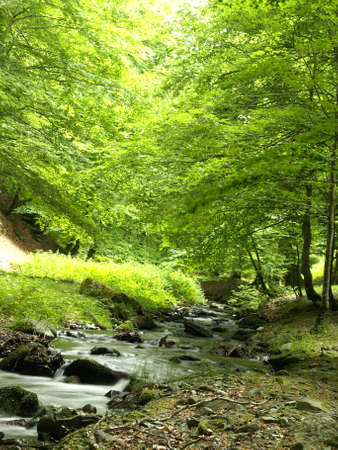 el rajao beech forest in La Riojaの写真素材