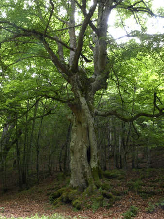 el rajao beech forest in La Riojaの写真素材