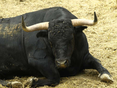 bulls for the encierro in Pamplona  Navarre  in San Ferminの写真素材