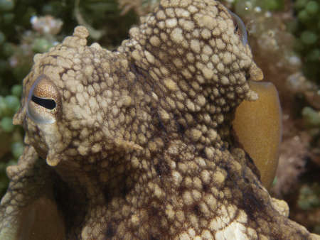 octopus vulgaris and algae in the mediterranean sea