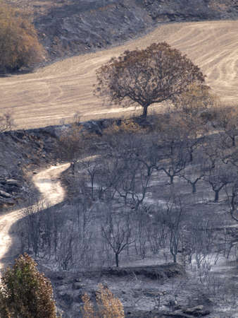 forest fire landscapes in Aras  Navarre 