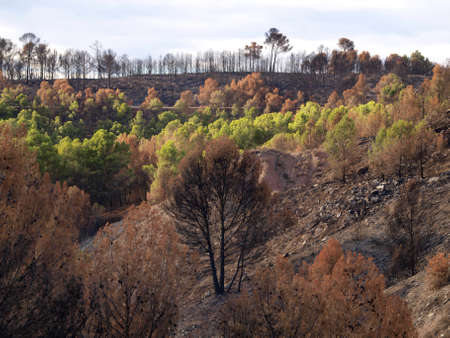 the forest after the fire in Aras  Navarre  の写真素材