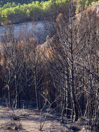 the forest after the fire in Aras  Navarre  