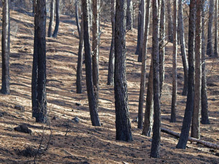 the forest after the fire in Aras  Navarre  