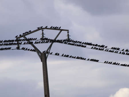 flock of birds in the ebro valley in autumnの写真素材