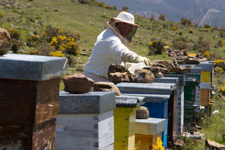 apiculture and honey bees working