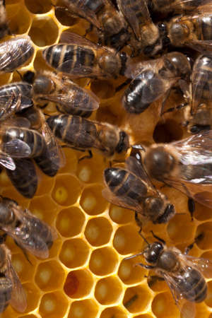 apiculture and honey bees workingの写真素材