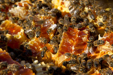bees working and its honey 