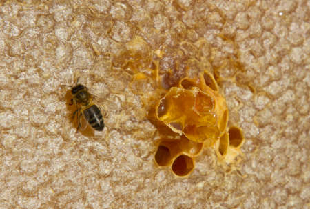 bees working and its honey 