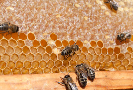 bees working and its honey 