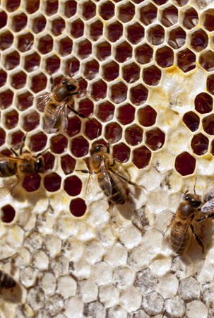 bees working and its honey 