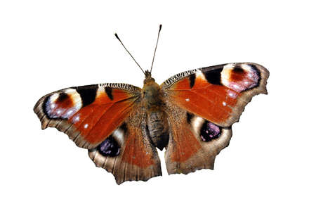 Isolated European Peacock butterfly (Inachis io) on white background.の写真素材