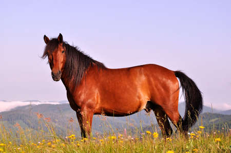 Beautiful brown horse in the mountains upon blue sky backgroundの写真素材