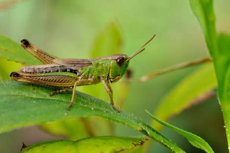Green grasshopper closeup on mild green backgroundの写真素材