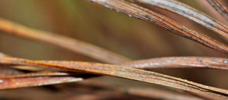 Brown needles of dead pine tree backgroundの写真素材