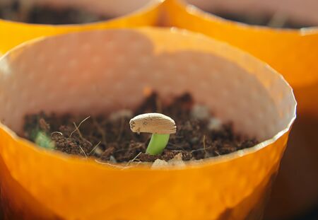 Small seedling of a houseplant in the light of the sunの写真素材