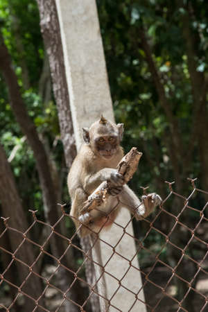 monkey on a fence with a pice of wood in handsの写真素材