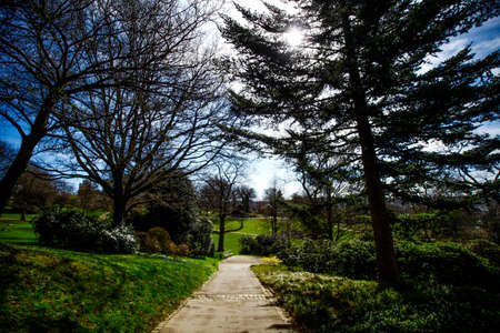 Large park with many trees and blue skyの写真素材
