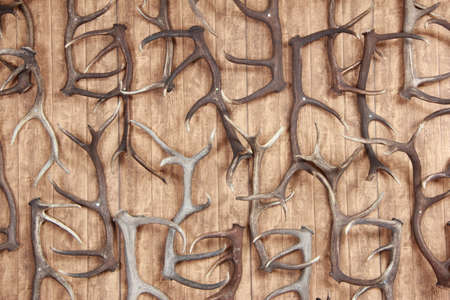 Structure of a tree. Forest viewの写真素材