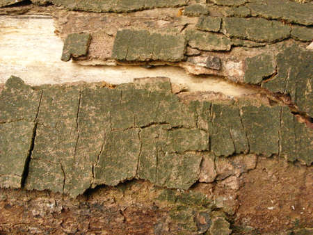 Structure of a tree. Forest view
