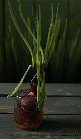 Onion sprouts in a glass vase on a wooden tableの写真素材
