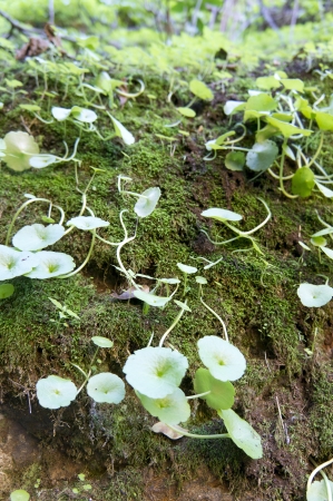 Ecosystem 2の写真素材