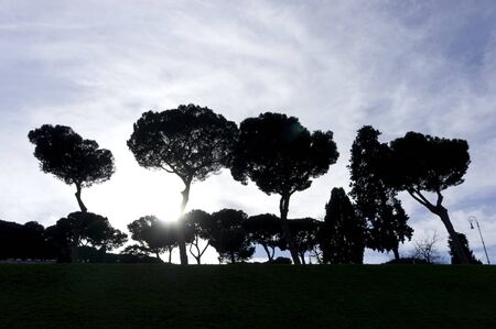 Pinesの写真素材