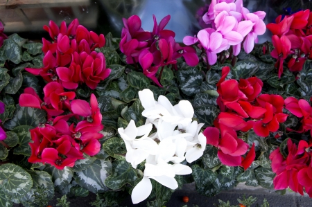 Colored hydrangeasの写真素材