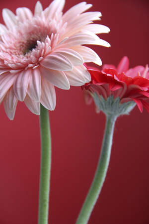 Gerbera 1の写真素材