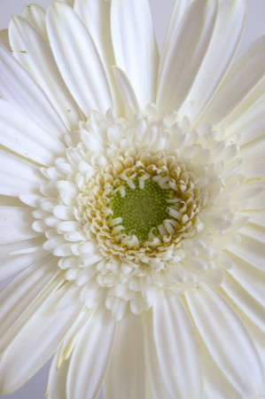White Gerbera Daisy  の写真素材