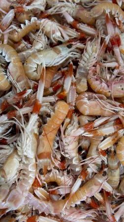 Prawns in the marketの写真素材