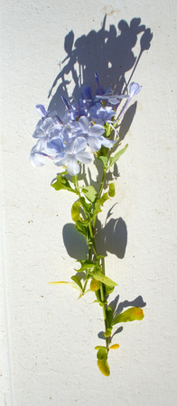 Bouquet of lilac blue flowers on white backgroundの写真素材