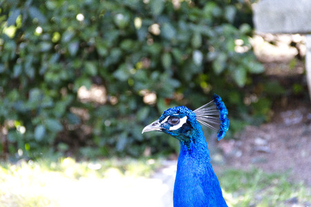 Peacockの写真素材