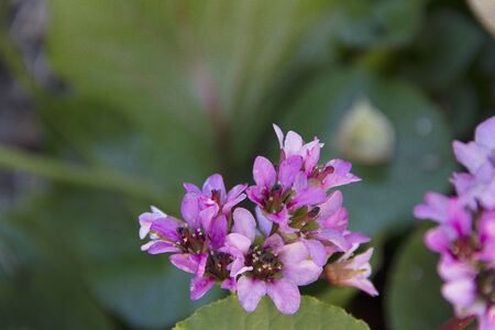 Pink flowersの写真素材