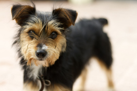 Funny puppy dog blanck, white and browの写真素材