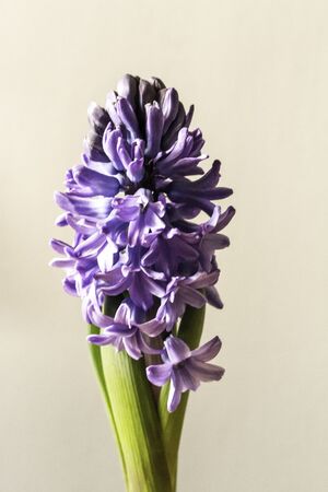 A lavender hyacinth bulb on a neutral background