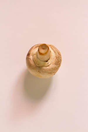 A lone small mushroom on a neutral backgroundの写真素材