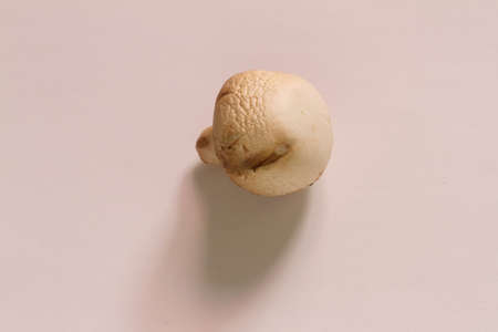 A lone small mushroom on a neutral backgroundの写真素材