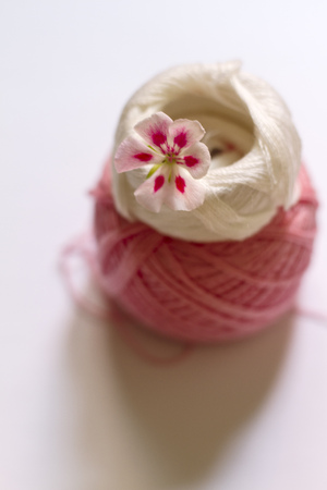 A two-tone geranium flower of pink on embroidery threadsの写真素材